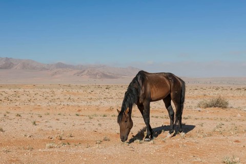 Wild horse in the Namib Desert