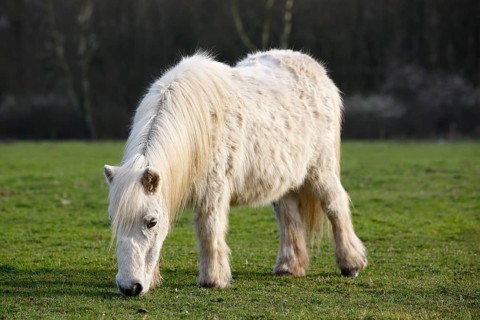 White mini Shetland pony