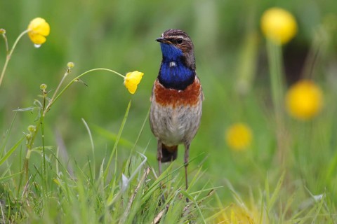 Bluethroat (Luscinia svecica cyanecula)
