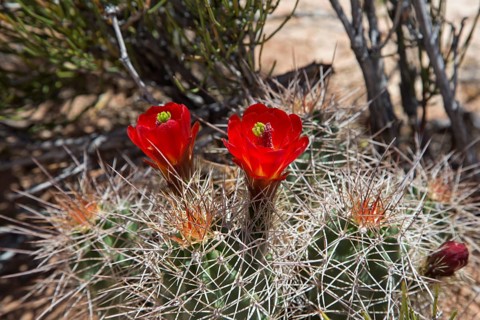 Hedgehog Cactus (Echinocereus) in bloom