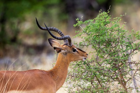 Black-faced Impala (Aepyceros melampus petersi)