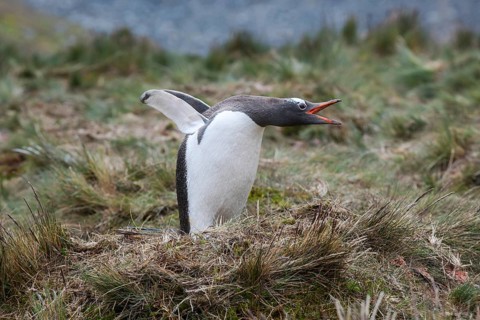 Gentoo Penguin (Pygoscelis papua)