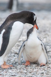Gentoo Penguin (Pygoscelis papua) feeding young