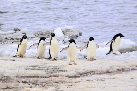Adelie Penguins (Pygoscelis adeliae)