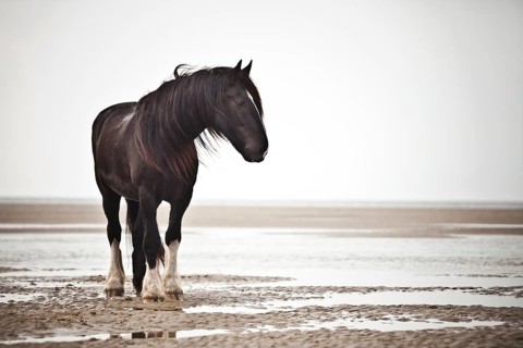 Shire Horse gelding