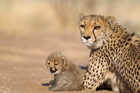 Cheetah (Acinonyx jubatus)