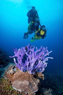 Three scuba divers with a Sponge (Demospongiae) in the reef
