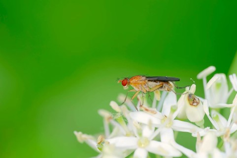 Horn Fly (Tetanocera spec.)