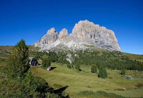 Alpine meadow