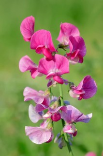 Broad-leaved Everlasting Pea