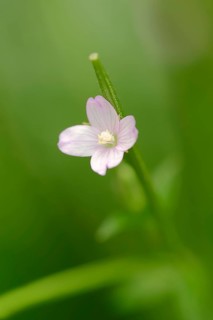 Smallflower Hairy Willowherb (Epilobium parviflorum)
