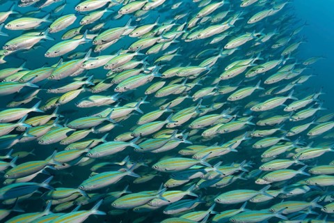 A shoal of Variable-Lined Fusilier (Caesio varilineata)