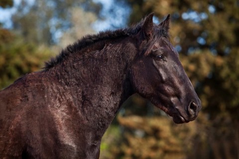 Black Menorquin stallion