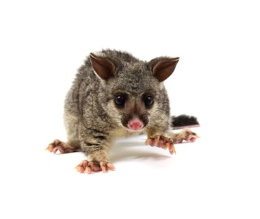 Common Brushtail Possum (Trichosurus vulpecula)