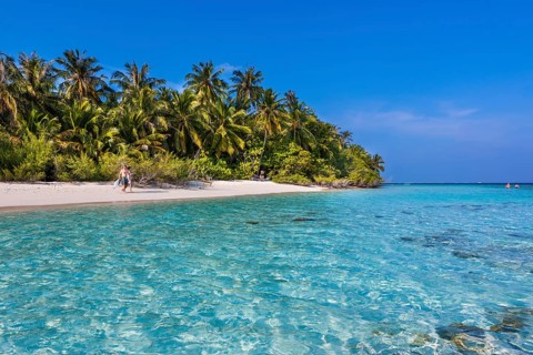 Beach with palms
