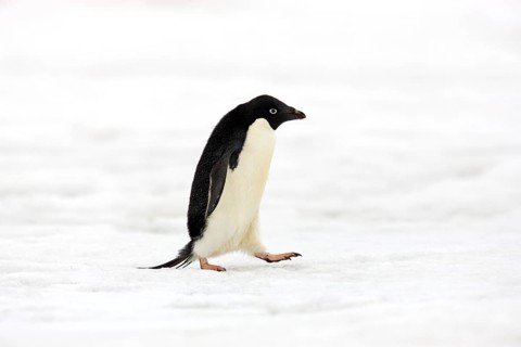 Adelie Penguin (Pygoscelis adeliae)