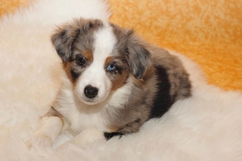 Miniature American Shepherd