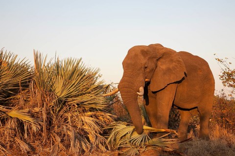 African Elephant (Loxodonta africana) feeding on Ilala Palms (Hyphaene coriacea)