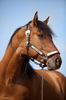 Gelding