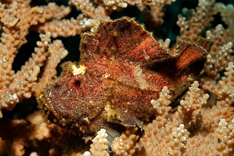 Leaf Scorpionfish (Taenianotus triacanthus) hiding camouflaged in Acropora Coral (Acropora sp.)
