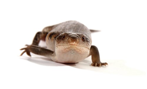 Eastern Blue-tongued Lizard (Tiliqua scincoides scincoides)