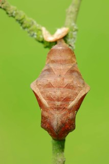 Pupa of the Pale Owl or Giant Owl butterfly (Caligo memnon)