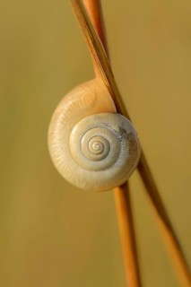 Helicid Snail or Carthusian Snail (Monacha cartusiana)