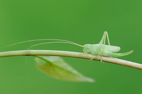 Oak Bush-Cricket or Drumming Katydid (Meconema thalassinum)