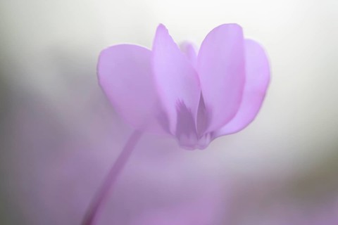 Eastern Sowbread or Cyclamen (Cyclamen coum)