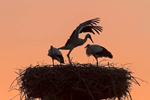 Young White Storks (Ciconia ciconia) on a nest