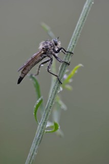 Robber Fly (Eutolmus rufibarbis)