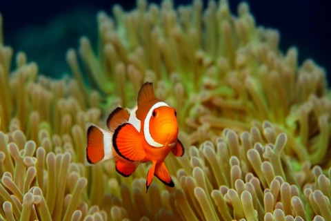 Ocellaris Clownfish or Common Clownfish (Amphiprion ocellaris)