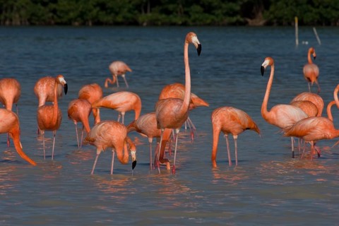 American flamingos (Phoenicopterus ruber)