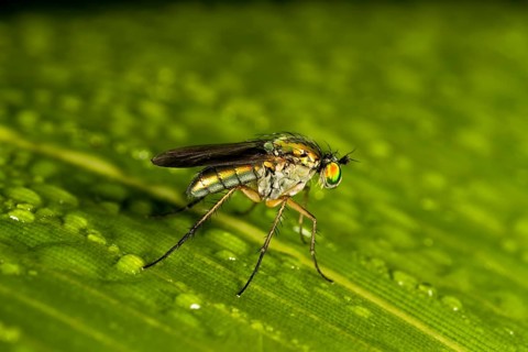 Dolyfly (Dolichopus sp.)