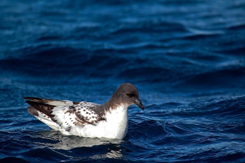 Cape Petrel (Daption capense)