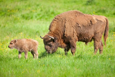 European bison (Bison bonasus)