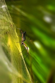 Red-legged Golden Orb-web Spider (Nephila inaurata)