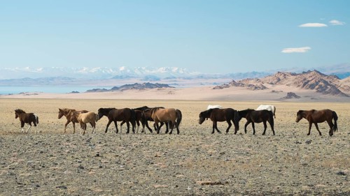 Wild horses at Achit Nuur