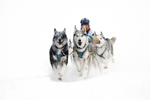 Alpine Trail Sled Dog Race 2013