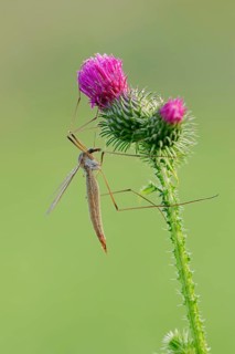 Crane Fly (Tipula paludosa) on a Spear Thistle (Cirsium vulgare