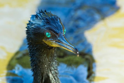 Great Cormorant (Phalacrocorax carbo)