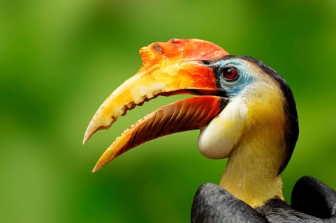 Wrinkled Hornbill (Aceros corrugatus)
