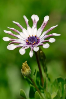 Cape marguerite (Dimorphotheca ecklonis
