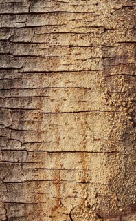 Fever Tree (Vachellia xanthophloea)