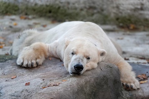 Polar Bear (Ursus maritimus)