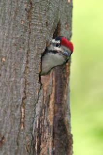 Great Spotted Woodpecker (Dendrocopos major)