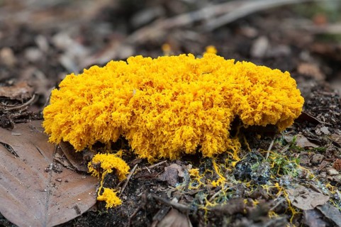 Scrambled-egg Slime or Dog Vomit Slime Mould (Fuligo septica)