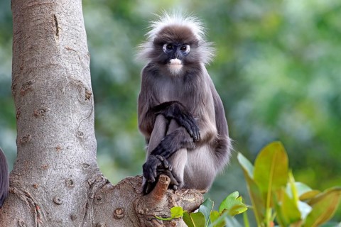 Dusky Leaf Monkey or Spectacled Langur (Trachypithecus obscurus)
