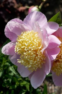 Chinese Peony 'Westerner' (Paeonia lactiflora 'Westerner')