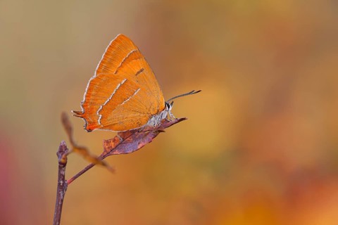 Brown Hairstreak (Thecla betulae)